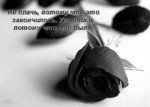 Черная роза