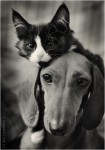 Собака и кошка